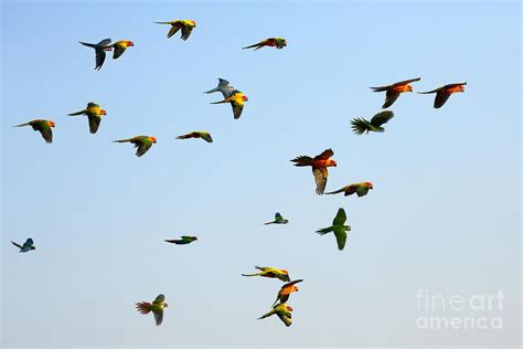 Macaw And Sun Conure Flock Of Flying Photograph By Jeep2499 Fine Art
