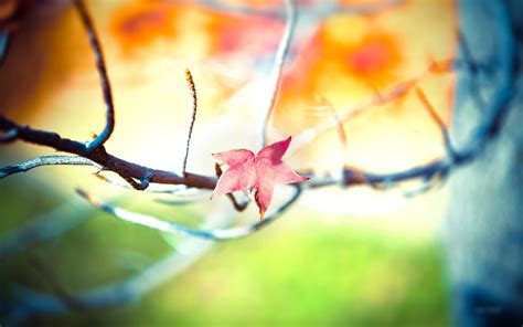 Nature Depth Of Field Twigs Leaves Wallpaper Coolwallpapersme