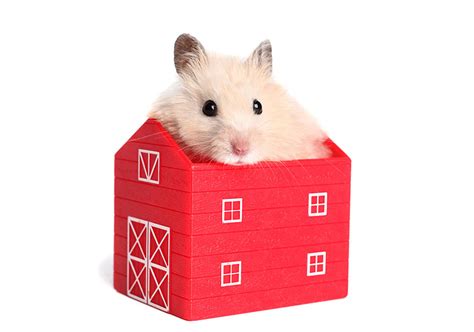 Should I Adopt A Hamster? | Should I Get A Hamster? | Hamsters | Guide | Omlet UK
