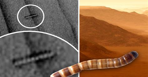 Nasa Discovers Bizarre Looking Giant Worms On Mars Photographs Revealed