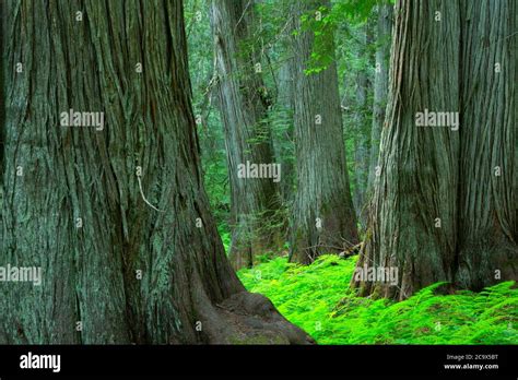 Western Red Cedar Along Hobo Cedar Grove Trail St Joe National Forest