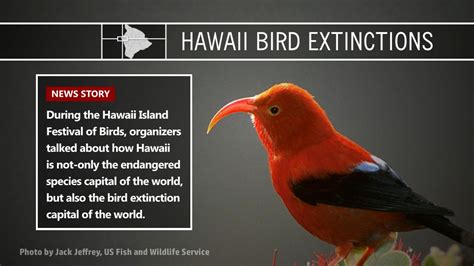 Video Hawaii Bird Extinction Capital Of The World