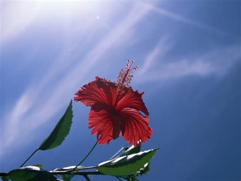 Wallpaper Sunlight Nature Red Sky Branch Blue Blossom Hibiscus
