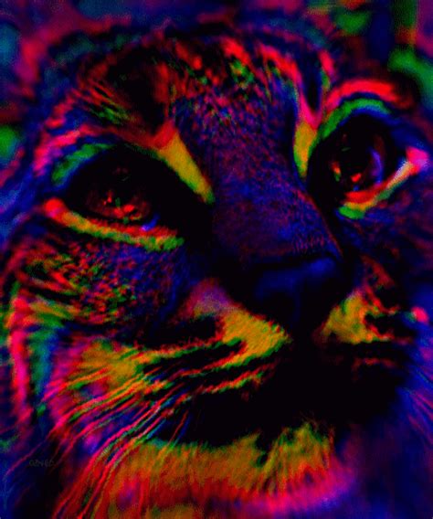 Choose your favorite theme, light or dark. psychedelic cat on Tumblr