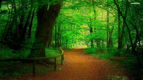 Download Nature Path Green Forest Hd Wallpaper