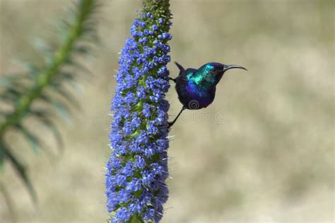 Wild Blue Bird On A Flower Sun Bird Male Stock Photo Image Of