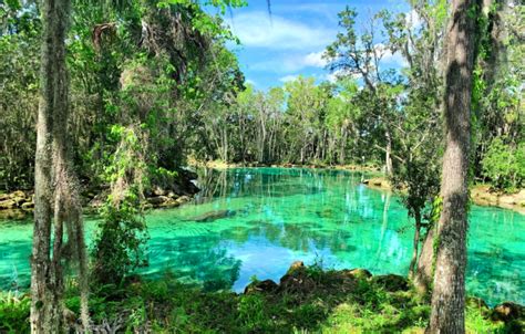 Najlepsze Florida Springs Dla Manatów I Niewiarygodnie Czysta Woda