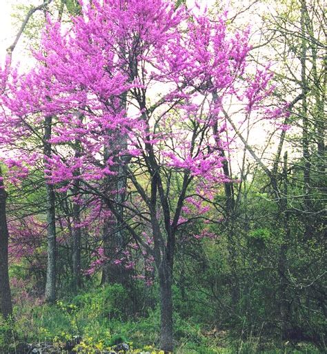 Strictly speaking, identification should involve examination of the flowers (petals, sepals, stamens etc), which are less variable than leaves. Eastern redbud - Simple English Wikipedia, the free ...
