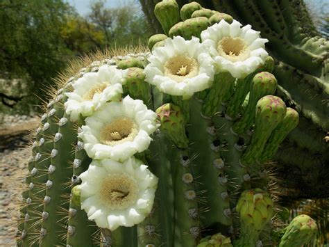 Saguaro Cactus Blossom Ourizona