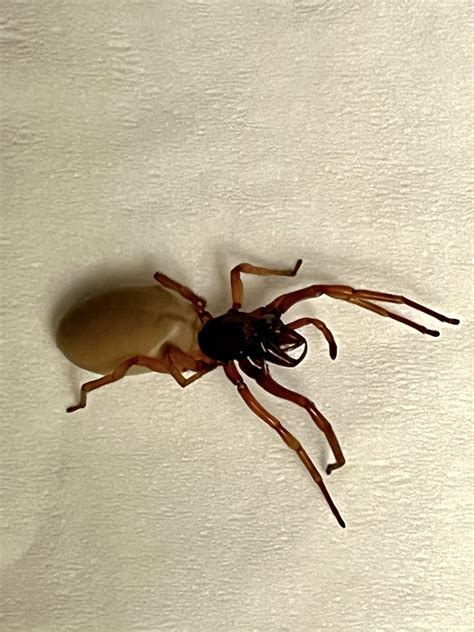 Could You Help Me Identify A Spider I Found In My Basement I First