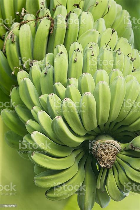Banana Cluster Stock Photo Download Image Now Asia Banana Banana