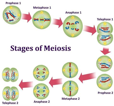 10 Stages Of Meiosis