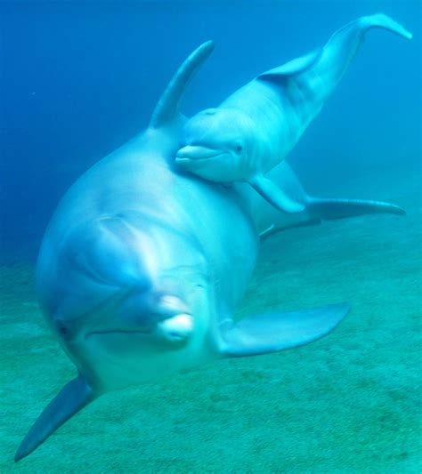 Dolphin Birth Caught In Amazing Underwater Video Live Science