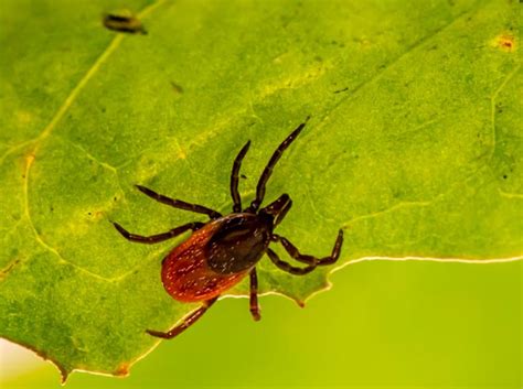 Maine And New Hampshire Could See More Ticks This Year