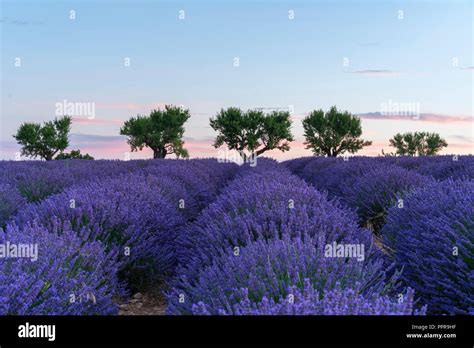 Lavender Field At Sunrise In Provence France Stock Photo Alamy