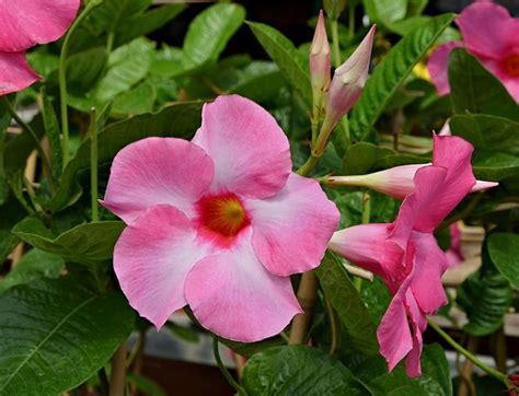 What Is The Difference Between Dipladenia And Mandevilla Pediaacom