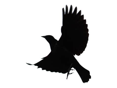 Black Bird Silhouette At Getdrawings Free Download