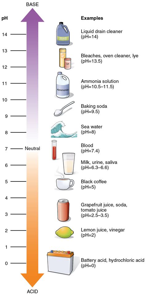 Documents similar to 13 acids and bases worksheet. pH - Wikipedia