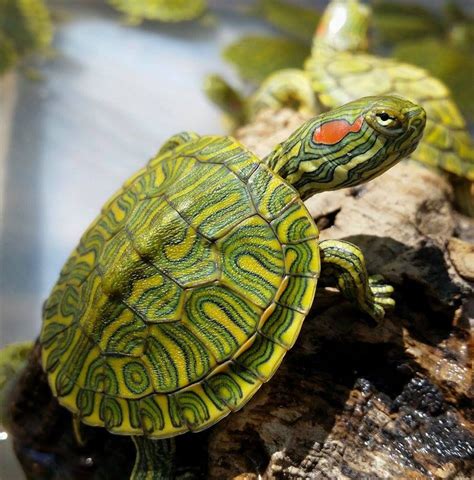 Cb 2016 Rio Grande Ornate Red Ears Cute Baby Turtles Pet Turtle
