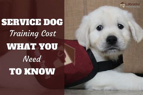 Service Dog Training Cost And What You Need To Know