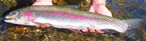 Rainbow Trout Kodiak Regional Aquaculture Association