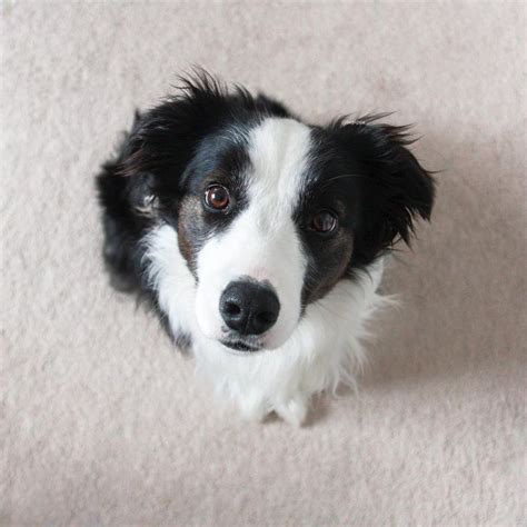 1000 Images About My Best Friend Is A Border Collie On