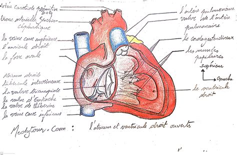 Anatomie Le Coeur Configuration Interne Et Externe Anatomie Coeur Anatomie Coeur