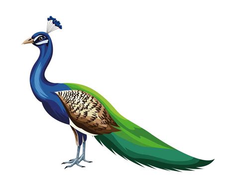 peacock arte vettoriale icone e grafica per il download gratuito