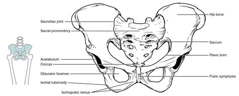 The Pelvic Girdle And Pelvis Anatomy And Physiology I