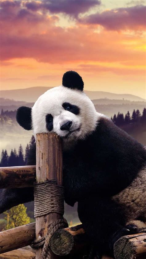 Hd Wallpaper Panda Clipart Wallpaper Papan Riset