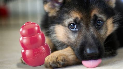 German Shepherd Puppy Playing With Is Kong Toy Cute Little Dunder