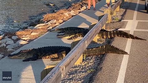 Alligator Crossing South Carolina Road Comes To Standstill As Gators