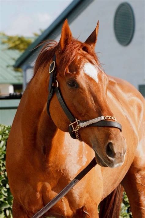 Beautiful Chestnut Breeders Cup Horseracing Horse Love Thoroughbred