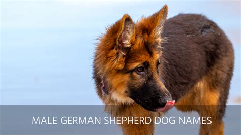 Ultimate List Of The Top 300 German Shepherd Dog Names Cute Badass