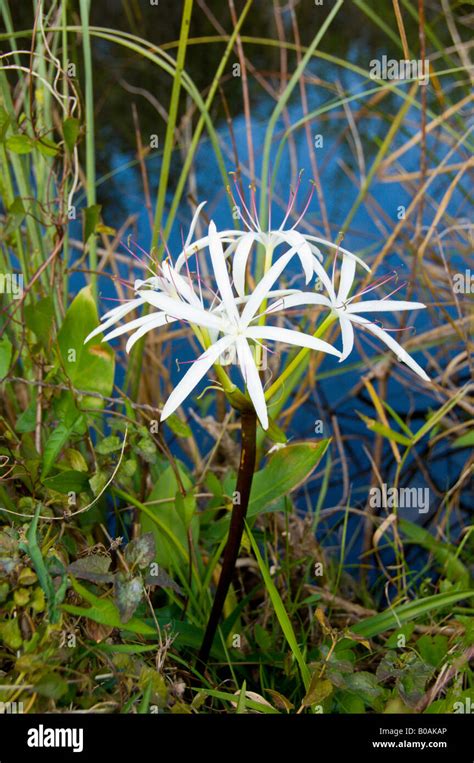 A Closeup Of The Swamp Lily Crinum Americanum In The Wetlands Of The