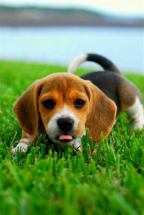 Must Like Your Face Come Here Beagle Puppies Cute Beagles Beagle