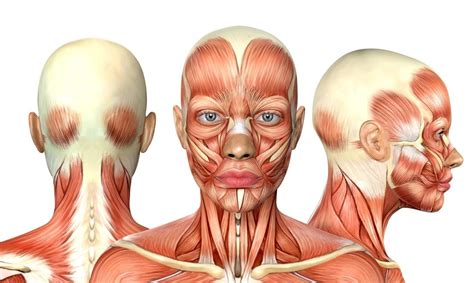 Músculos De La Cara Descripción Y Funciones Con Imágenes
