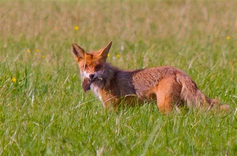 The eating habits of foxes give a clear view that foxes are not as. What Do Foxes Eat? | Fantastic Pest Control