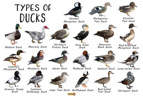 Duck Facts Types Identification Habitat Diet Adaptations
