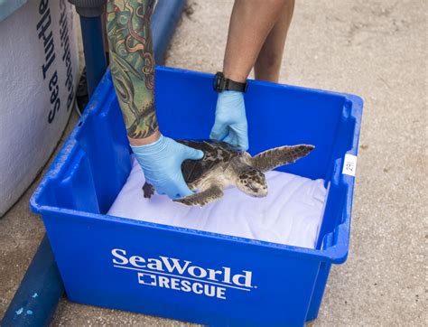 Seaworld Orlando Sea Turtle Release February 2019 004 Touring
