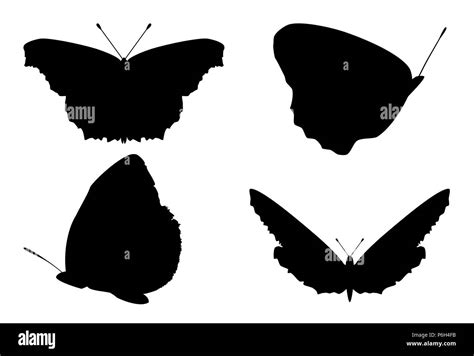 Set Of Butterflies Silhouettes Isolated On White Background Collection