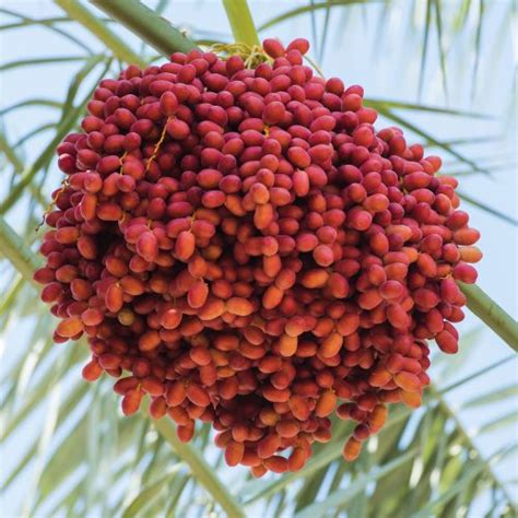 Phoenix dactylifera, commonly known as date or date palm, is a flowering plant species in the palm family, arecaceae, cultivated for its edible sweet fruit. Date Palms | Phoenix Agrotech - Date Palm Tissue Culture Lab