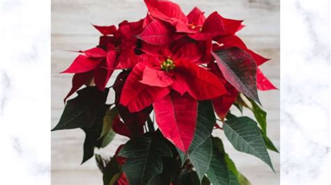 National Poinsettia Day 2023 Date History And 5 Facts Regarding