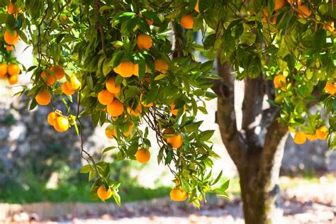 How To Plant An Orange Tree Minneopa Orchards