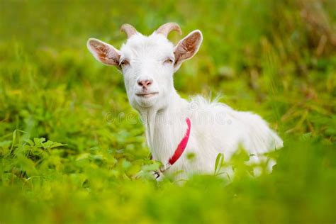 White Goat Lying Down Stock Image Image Of Domestic 43797839