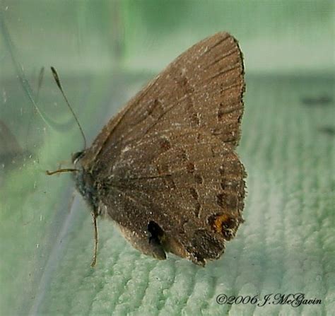Brown Butterfly Small Satyrium Calanus Bugguidenet