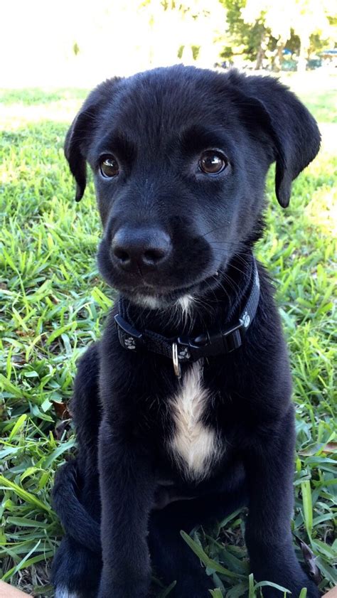 Black Lab And Australian Shepard Mix Black Dogs Breeds Cute Dogs