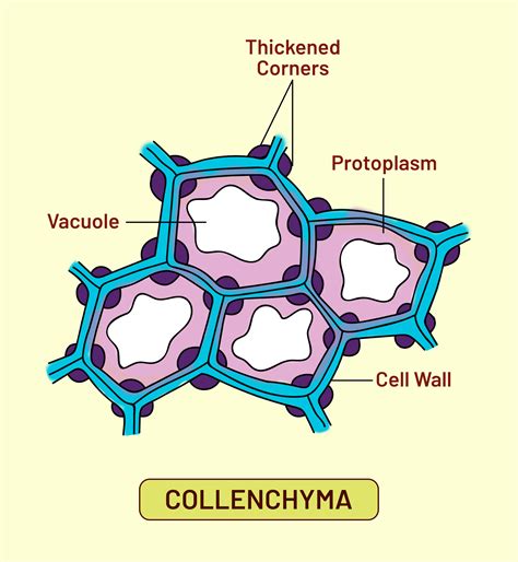 Mechanical Tissue Consisting Of Living Cells Is Asclerenchymab