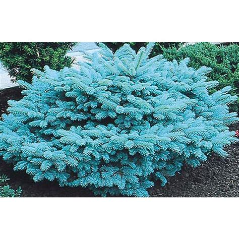 875 Gallon Blue Globosa Spruce Feature Tree L4100 At