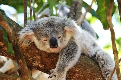 ¡dormilón Animals Beautiful Koala Bear Cute Koalas